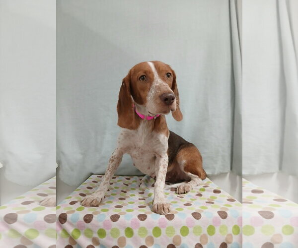 Medium Photo #7 Beagle Puppy For Sale in Murfreesboro, NC, USA