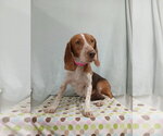 Small Photo #7 Beagle Puppy For Sale in Murfreesboro, NC, USA
