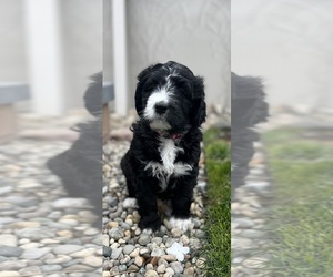 Bernedoodle Puppy for sale in CANTON, MI, USA