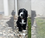 Small Photo #1 Bernedoodle Puppy For Sale in CANTON, MI, USA