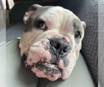 Small #6 Bulldog Mix