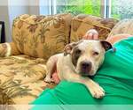 Small #17 American Staffordshire Terrier Mix