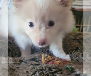 Pomeranian Puppy for sale in VANCOUVER, WA, USA