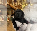 Small Photo #14 Labrador Retriever Puppy For Sale in NEOLA, WV, USA