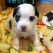 Small Photo #9 Havanese Puppy For Sale in TEANECK, NJ, USA