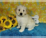 Puppy Pete Goldendoodle