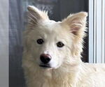 Small #2 Siberian Husky Mix