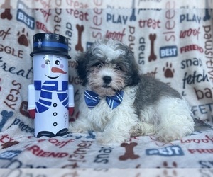 Zuchon Puppy for sale in LAKELAND, FL, USA