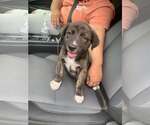 Small Mutt