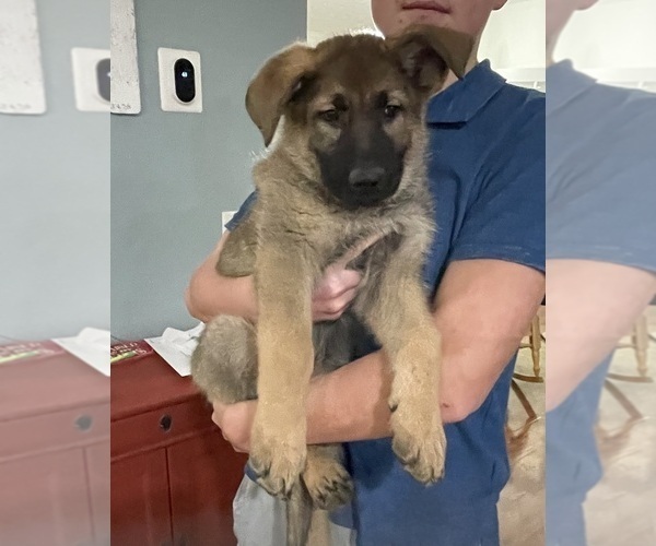 Medium Photo #1 German Shepherd Dog Puppy For Sale in MADISON HEIGHTS, VA, USA