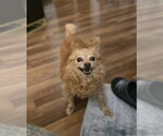 Small #3 Chihuahua