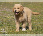 Puppy 2 Golden Pyrenees-Poodle (Standard) Mix