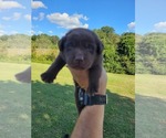 Small #4 Labrador Retriever