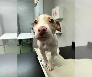 Catahoula Leopard Dog-Unknown Mix Dogs for adoption in Belleville, IL, USA