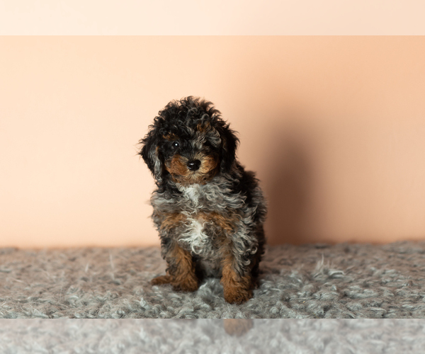 Medium Photo #4 Poodle (Miniature) Puppy For Sale in MILLERSBURG, IN, USA