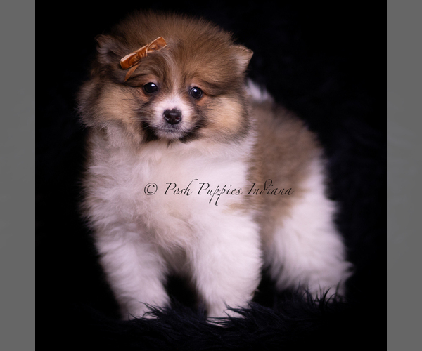 Medium Photo #1 Pomeranian Puppy For Sale in WARSAW, IN, USA