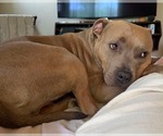 Small Photo #3 American Pit Bull Terrier-Unknown Mix Puppy For Sale in Germantown, OH, USA