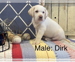 Labrador Retriever Puppy for sale in MOYERS, OK, USA