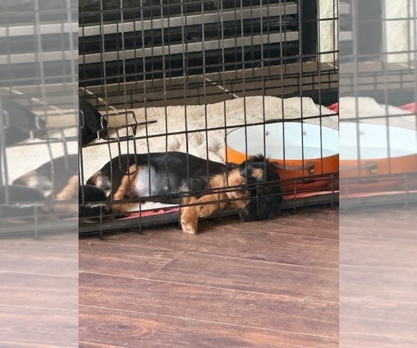 Medium Photo #10 Cavalier King Charles Spaniel Puppy For Sale in NAMPA, ID, USA