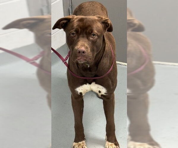 Medium Photo #1 Labrador Retriever-Unknown Mix Puppy For Sale in St. Cloud, FL, USA