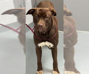 Labrador Retriever-Unknown Mix Dogs for adoption in St. Cloud, FL, USA