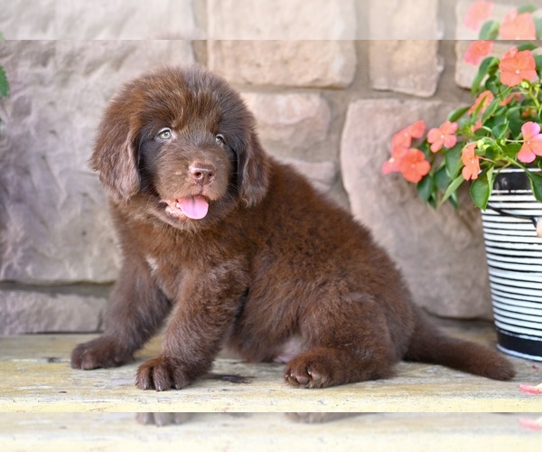 Medium Photo #6 Newfoundland Puppy For Sale in MILLERSBURG, OH, USA