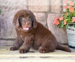 Small #5 Newfoundland