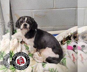 Shih Tzu Dogs for adoption in Georgetown, KY, USA