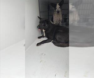 Mutt Dogs for adoption in Houston, TX, USA