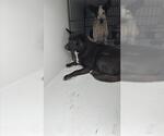 Small Mutt