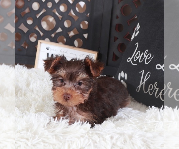 Medium Photo #1 Yorkshire Terrier Puppy For Sale in MOUNT VERNON, OH, USA