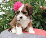 Small Photo #11 Cava-Tzu Puppy For Sale in THORP, WI, USA