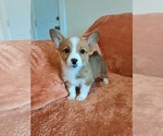 Puppy Buttercup Pembroke Welsh Corgi
