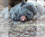 Small #2 Cane Corso