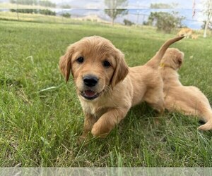 Golden Retriever Puppy for sale in DE BEQUE, CO, USA