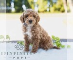 Small #2 Bichpoo