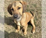 Small #3 Labrador Retriever Mix