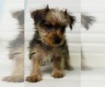 Small Photo #5 Morkie Puppy For Sale in CINCINNATI, OH, USA
