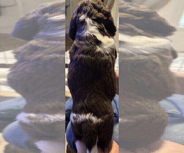 Medium Photo #3 English Springer Spaniel Puppy For Sale in TUALATIN, OR, USA