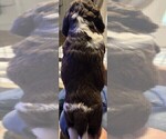 Small #2 English Springer Spaniel