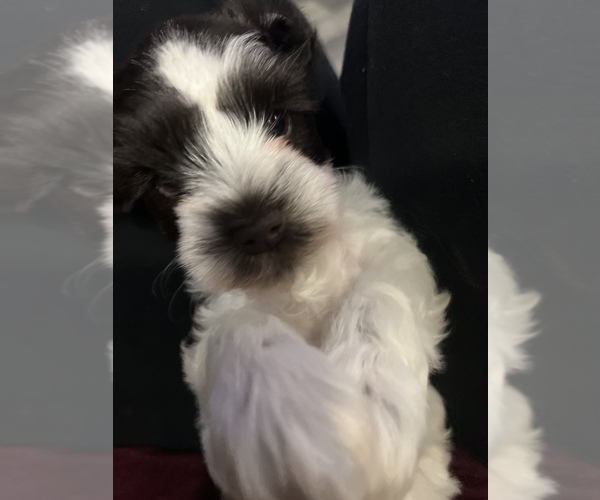 Medium Photo #1 Schnauzer (Miniature) Puppy For Sale in NEW AUBURN, WI, USA