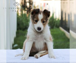 Shetland Sheepdog Puppy for sale in MANHEIM, PA, USA