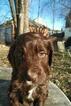 Small Photo #1 Springerdoodle Puppy For Sale in PROVIDENCE, RI, USA