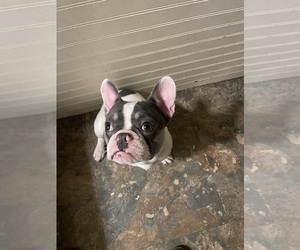French Bulldog Puppy for sale in LYNN, MA, USA