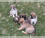 Small #1 Alaskan Husky-Saint Bernard Mix