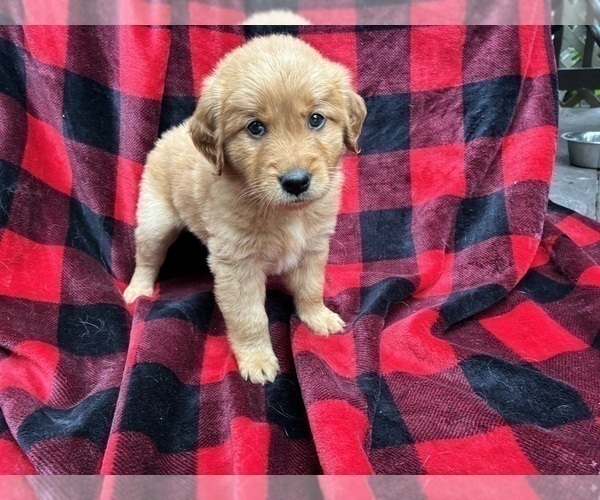 Medium Photo #4 Goldendoodle (Miniature) Puppy For Sale in GROVE CITY, OH, USA