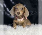 Puppy Annie ACA Dachshund