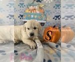 Small Photo #7 English Cream Golden Retriever Puppy For Sale in DEARBORN, MO, USA