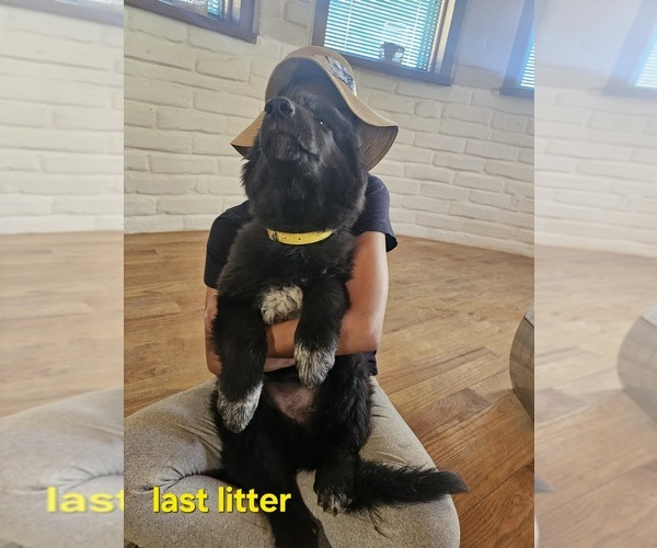 Medium Photo #11 Belgian Sheepdog-Great Pyrenees Mix Puppy For Sale in ALBUQUERQUE, NM, USA
