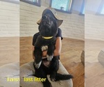 Small #10 Belgian Sheepdog-Great Pyrenees Mix